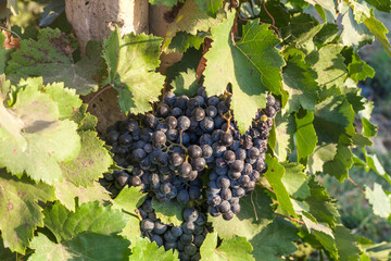 Ripe black grapes with leaves.