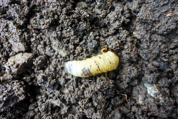 the larvae of the beetle Diloboderus abderus are writhing