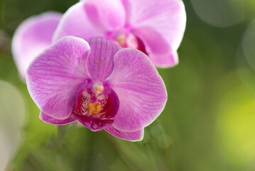 Pink phalaenopsis flowers on nature background.