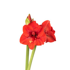 Fototapeta na wymiar Red lily flower. Decorative flower, isolated. Seamless background. Precision cut and flawless finish make it easy to incorporate the image into your projects