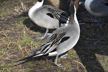 冬の琵琶湖畔に渡ってきた2月のオナガガモとマガモ