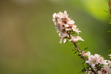 Fresh Manuka flowers on nature background.