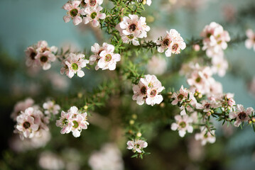 Fresh Manuka flowers on nature background.