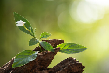White crane flowers on nature background.
