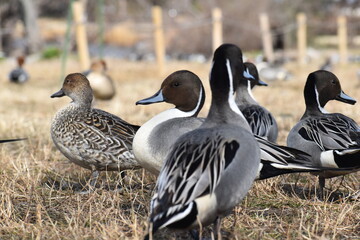 冬の琵琶湖畔に渡ってきた2月のオナガガモとマガモ