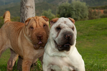 Portrait of two shar pei purebred dog with different colors standing on the grass in the field in with blue sky background