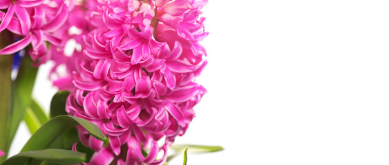 Hyacinth purple flowers bunch isolated on white background, macro shot. Beautiful scented spring blooming jacinth flower. Easter border design