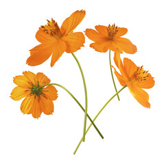 Beautiful orange cosmos flower
