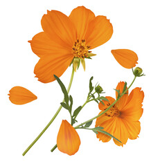 Beautiful orange cosmos flower