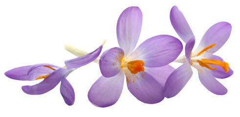 Saffron crocus flower - 573497500