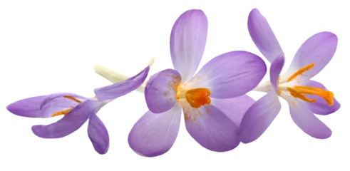 Foto op Plexiglas Saffron crocus flower © Swapan