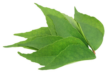 Obraz premium Curry Leaves