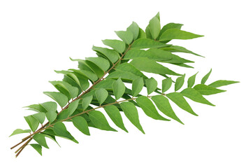 Curry Leaves - 573497571