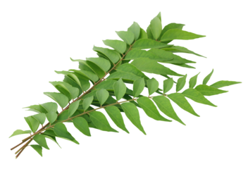 Curry Leaves