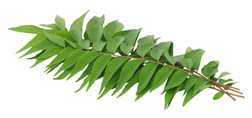 Curry Leaves