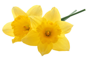 Flower daffodil - 573497590