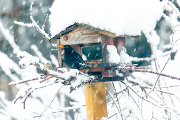 eine Amsel sitzt vor dem Futterhaus bei starkem Schneefall, nahaufnahme