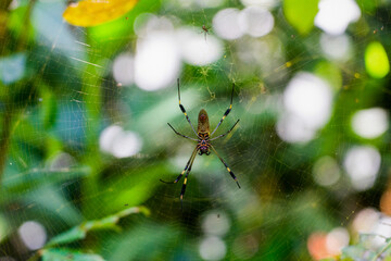 Tropiciel spider on the web from costarica - obrazy, fototapety, plakaty