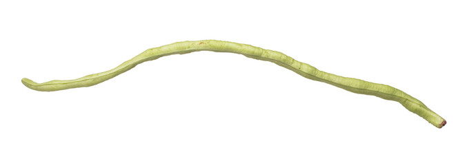 Long yard bean fly explosion, Single line green long beans for food cooking float in air. Raw long yard bean throw in mid air as food material. White background isolated high speed freeze motion