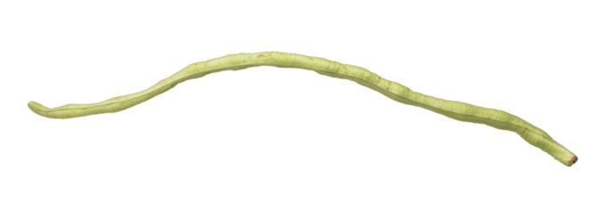 Long yard bean fly explosion, Single line green long beans for food cooking float in air. Raw long yard bean throw in mid air as food material. White background isolated high speed freeze motion