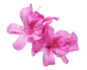 Poster Azaleas flowers with leaves, Pink flowers isolated on white background with clipping path © Dewins