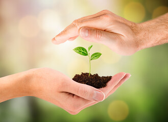 male and female hand hold a young plant in the palm of their hand on a blurred natural background, the concept of protection and care
