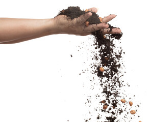 Fototapeta na wymiar Soil dirt peanut bean mix fall from hand. Peanut bean soil fertilizer abstract cloud fly. Soil mix peanut beans planting splash stop in air. white background isolated high speed freeze motion