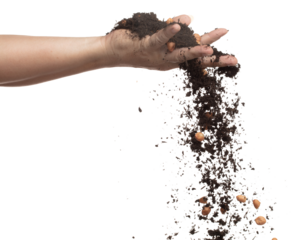 Soil dirt peanut bean mix fall from hand. Peanut bean soil fertilizer abstract cloud fly. Soil mix peanut beans planting splash stop in air. white background isolated high speed freeze motion
