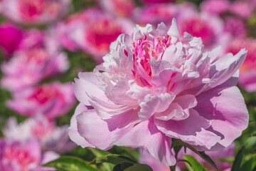 pink peony flower in garden at summer