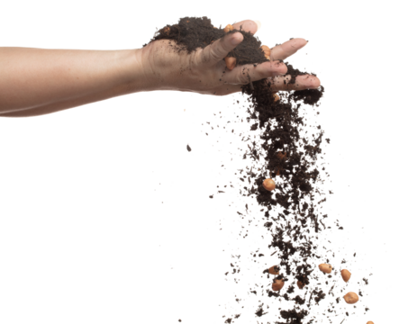 Soil dirt peanut bean mix fall from hand. Peanut bean soil fertilizer abstract cloud fly. Soil mix peanut beans planting splash stop in air. white background isolated high speed freeze motion