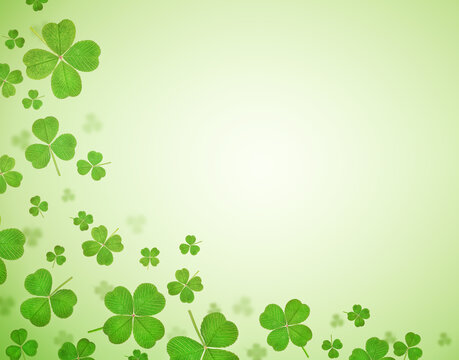 clover leaves on a light green background with copy space. background for st. patrick's day