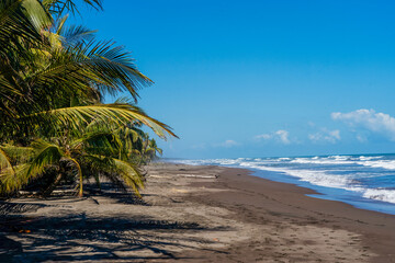 palm trees on the beach in tortugero costarica