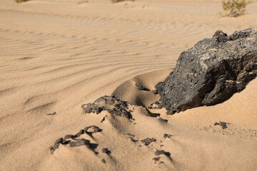 Beautiful desert landscape of a white sand beach, with desert plants and a volcanic rock. Fuerteventura, Canary Islands, Spain