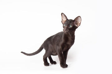 Adorable Funny large black kitten with big ears. Lovely cat Oriental breed on white background. banner with copy space for text. Domestic pets