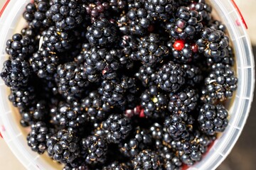 freshly picked blackberries on a table. berries on a bowl for breakfast