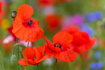 Fototapeta premium Closeup of of three poppy wildflowers. Petals blowing and dancing in wind. Blurred green bokeh background. Fresh growth in summer meadow. Dublin, Ireland