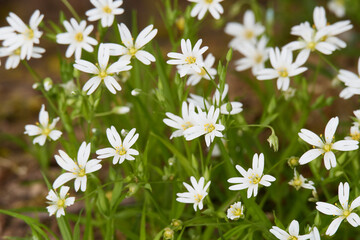 Große Sternmiere (Stellaria holostea)