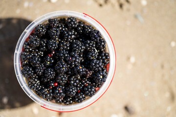 Foraging blackberries and berries in a white bowl in the wild in tasmania australia.