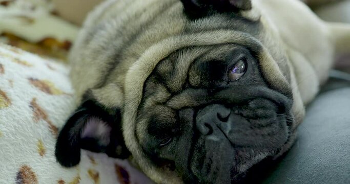 pug dog portrait