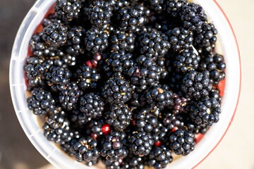 Foraging blackberries and berries in a white bowl in the wild in tasmania australia.