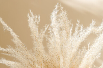 Pampas grass close-up with warm sunlight shadows. Dry natural grass background, aesthetic poster for scandinavian home interior