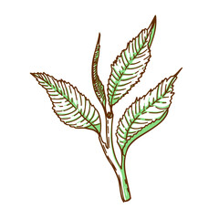 A branch of a tea tree. Young tea leaves in graphic style. Vector drawing for the company logo, eco-product design.
