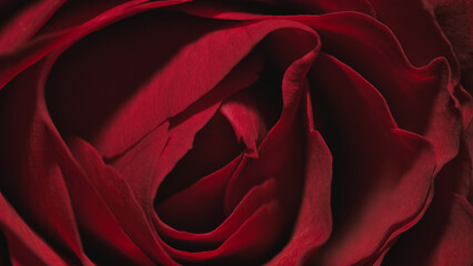 red rose background