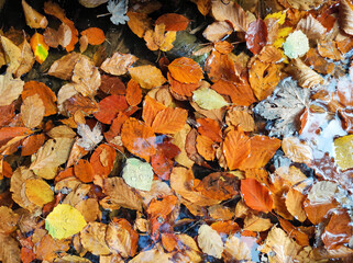 fall background with autumn leaves. autumnal plane tree leaf in the puddle with clear water. yellow leaves