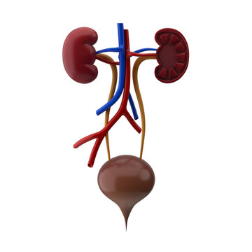 3D render of human internal organs kidney and bladder. Urinary system