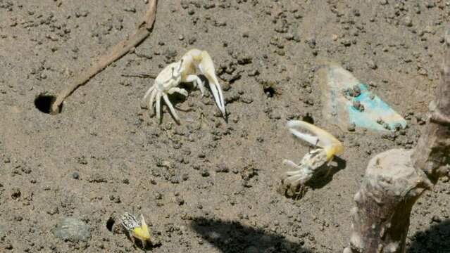 Atlantic sand fiddler crab or Calico fiddler (Leptuca pugilator) has yellow and red pincers coming out of the nest