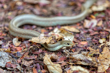 Leioheterodon modestus, known as the blonde hognose snake, endemic species of harmless snake in the family Pseudoxyrhophiidae. Tsingy de Bemaraha, Madagascar
