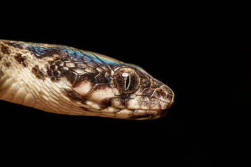 Malagasy Cat-eyed Snake, Madagascarophis colubrinus is a species of snake of the family...