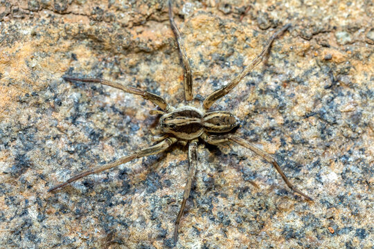 Wolf spider, endemic members of the family Lycosidae, robust and agile hunters with excellent eyesight.. Ambalavao, Madagascar wildlife