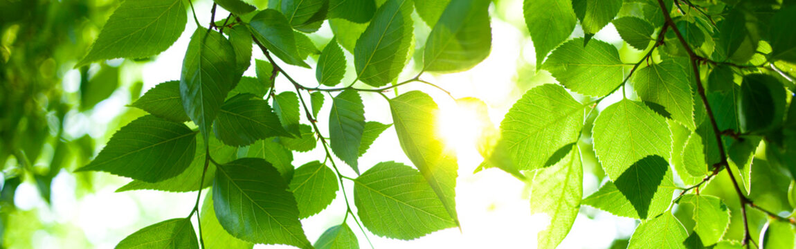  banner image of green leaves